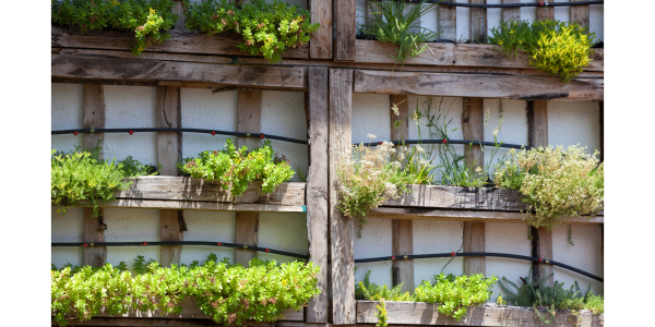 plantations sur un potager vertical